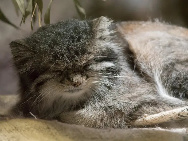 恩賜上野動物園のクリョンの写真