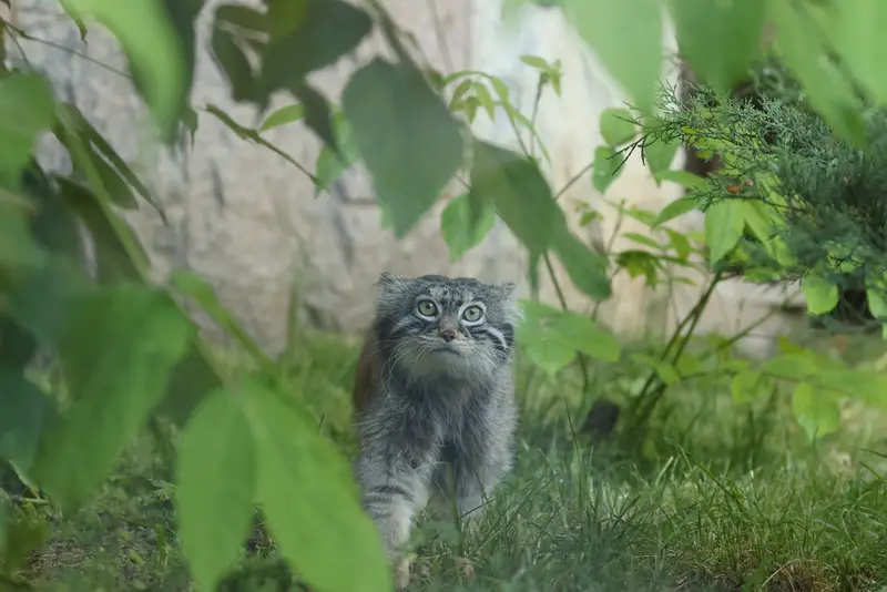 マヌルネコの写真
