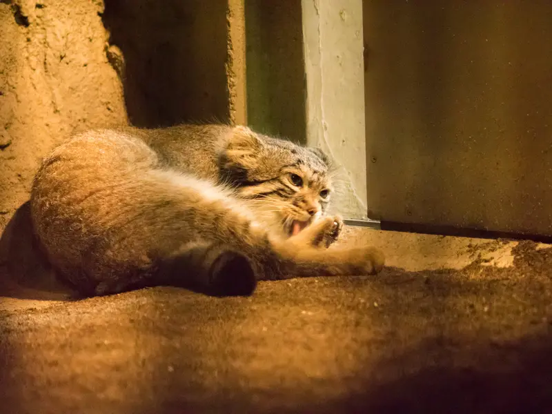 野毛山動物園のフィーガの写真