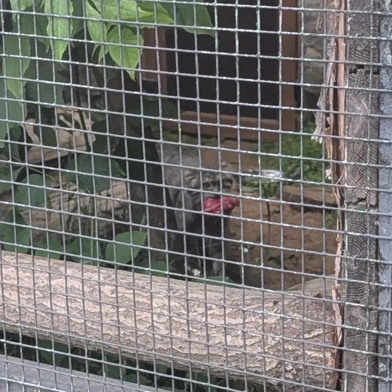 レニングラード動物園のペペの写真