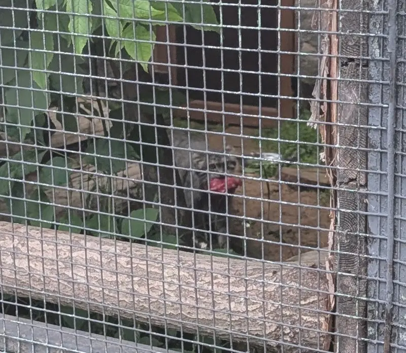 レニングラード動物園のペペの写真
