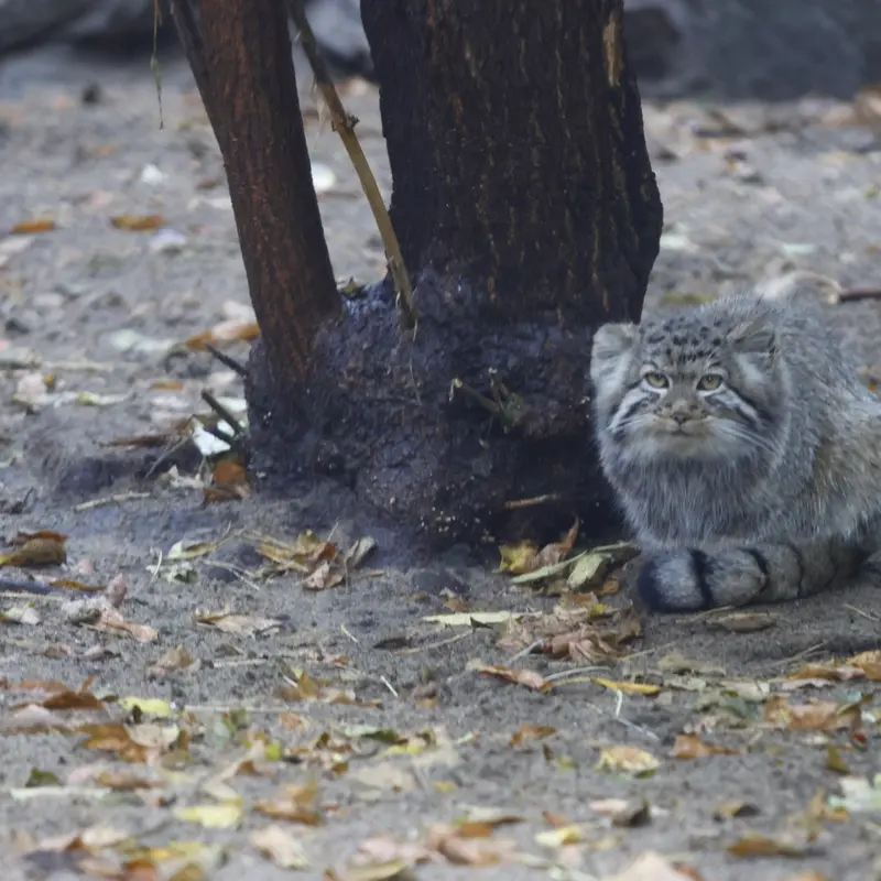 ノヴォシビルスク動物園のイヴの子（2026年生まれ）Ⅰの写真