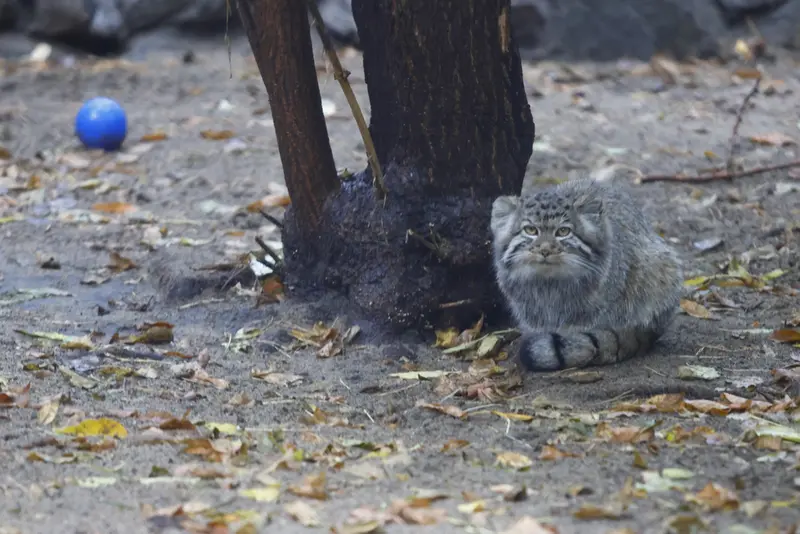 ノヴォシビルスク動物園のイヴの子（2026年生まれ）Ⅰの写真
