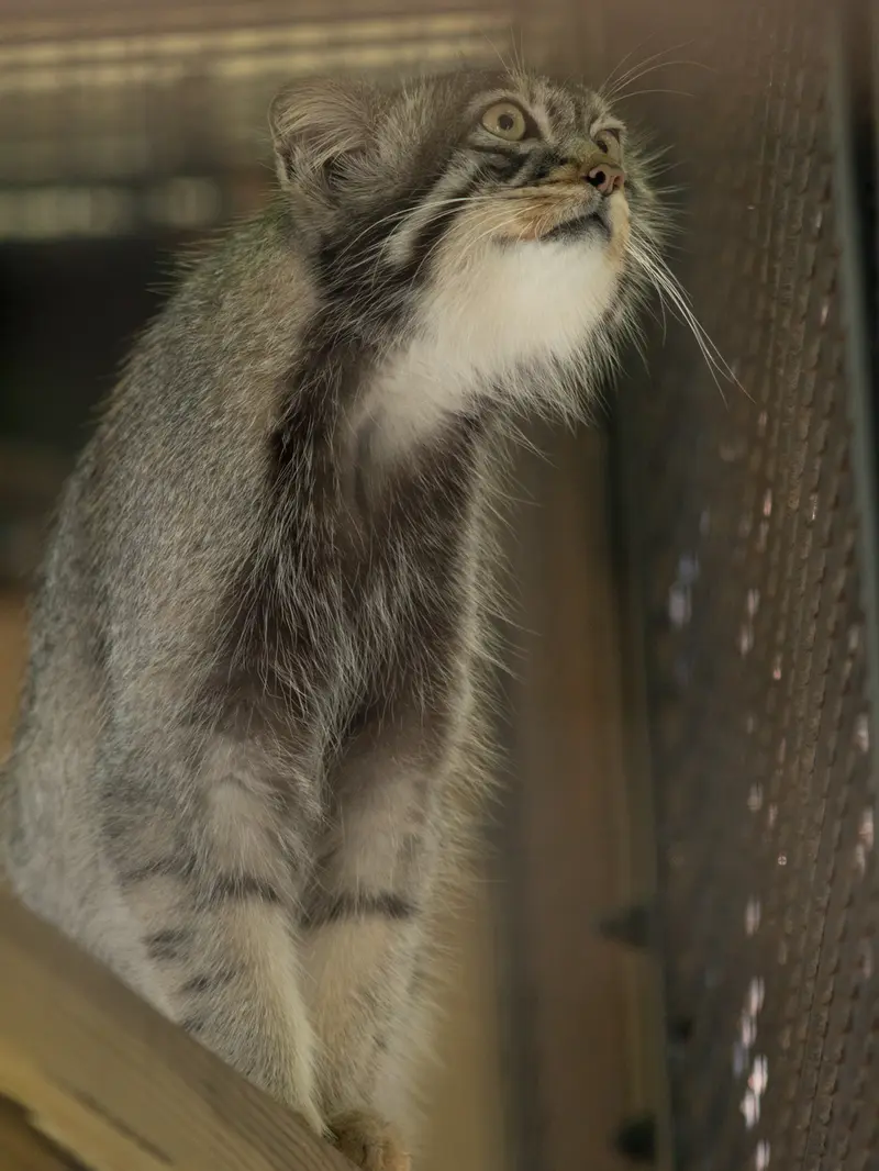 旭山動物園のヒデの写真