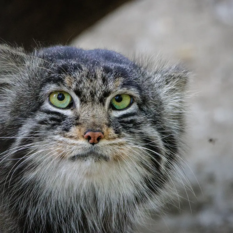 ノヴォシビルスク動物園のマリクの写真