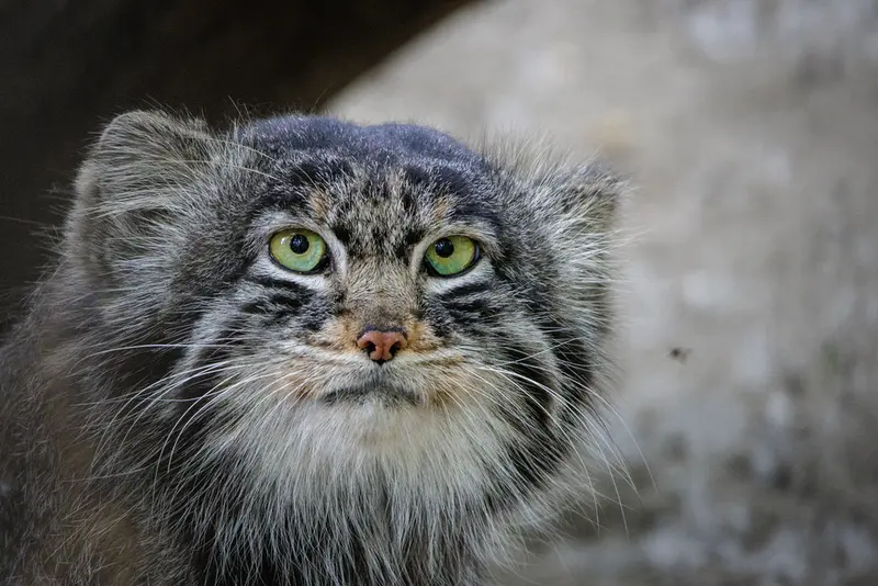 ノヴォシビルスク動物園のマリクの写真