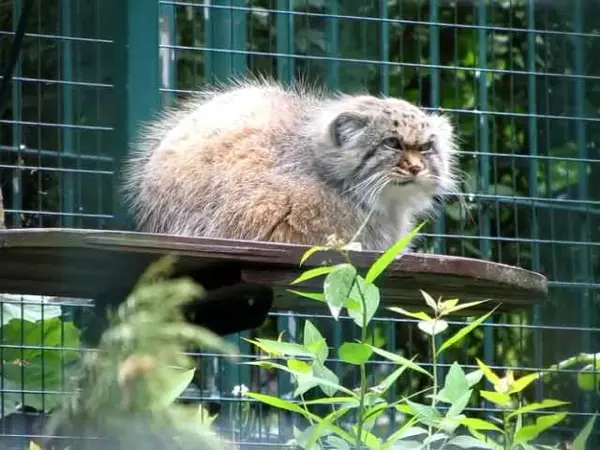 デッサウ動物園のマンニの動画