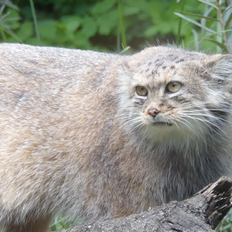 ヴロツワフ動物園のザリナの写真