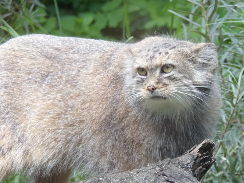 ヴロツワフ動物園のザリナの写真