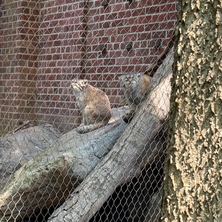 プロスペクト・パーク動物園のサルナイとバトゥの写真