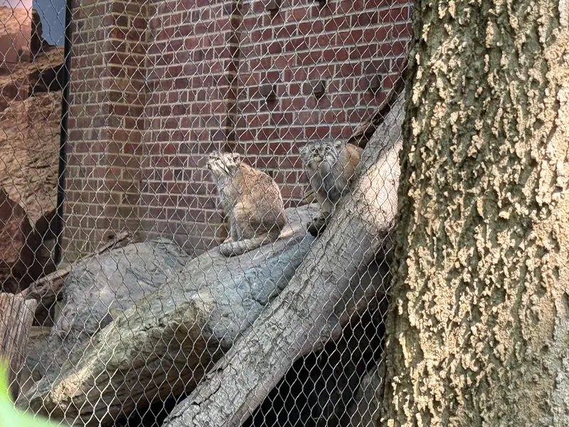 プロスペクト・パーク動物園のサルナイとバトゥの写真