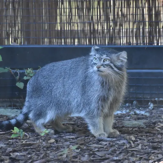 グダニスク動物園のウラの写真