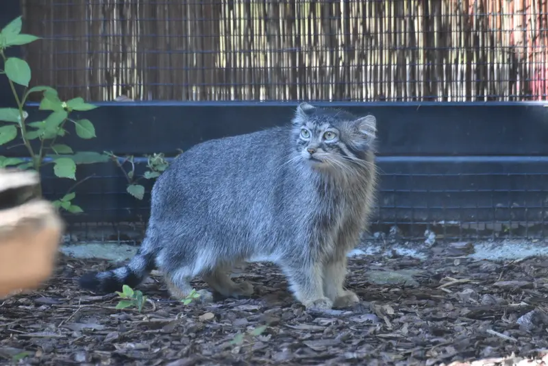 グダニスク動物園のウラの写真