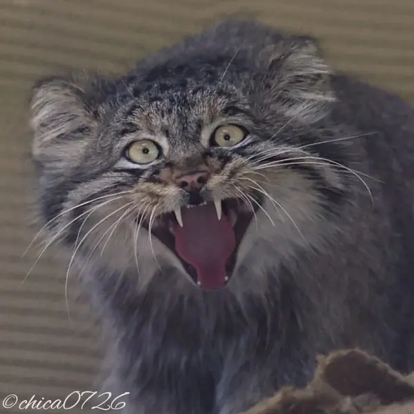旭山動物園のヒデの写真