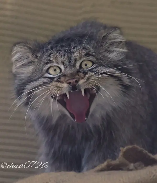 旭山動物園のヒデの写真