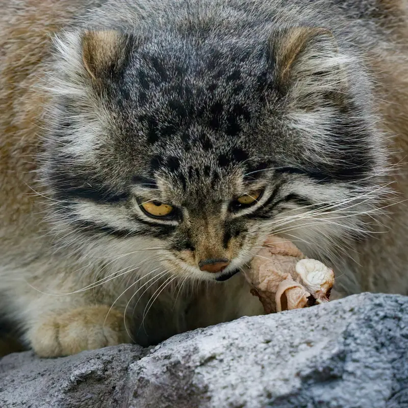 旭山動物園のグルーシャの写真