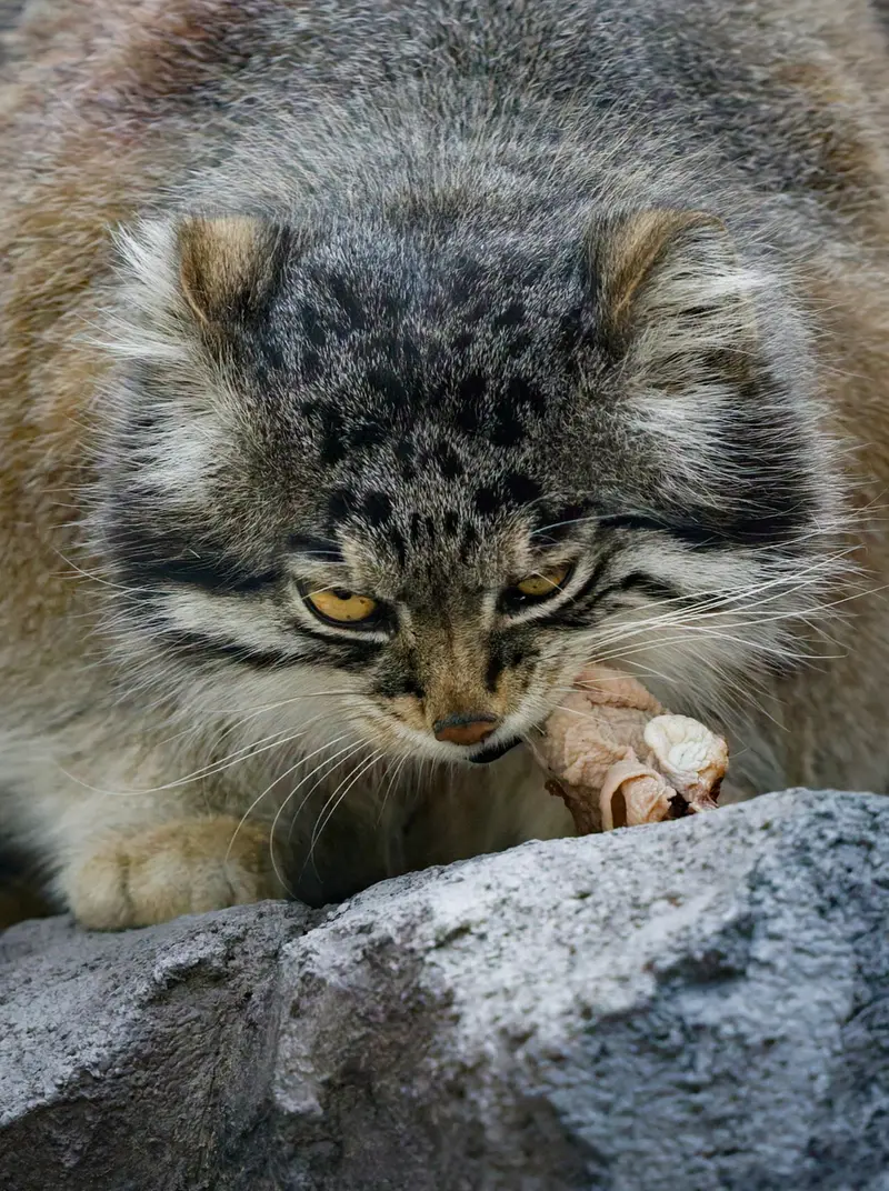 旭山動物園のグルーシャの写真