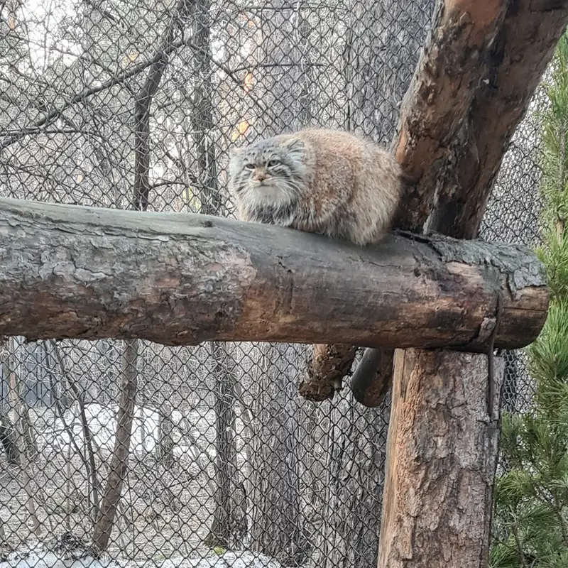 ノヴォシビルスク動物園のエマの写真