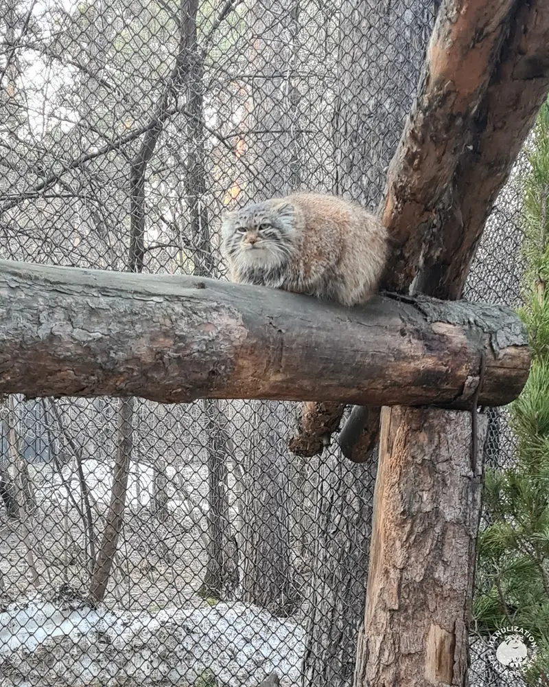 ノヴォシビルスク動物園のエマの写真