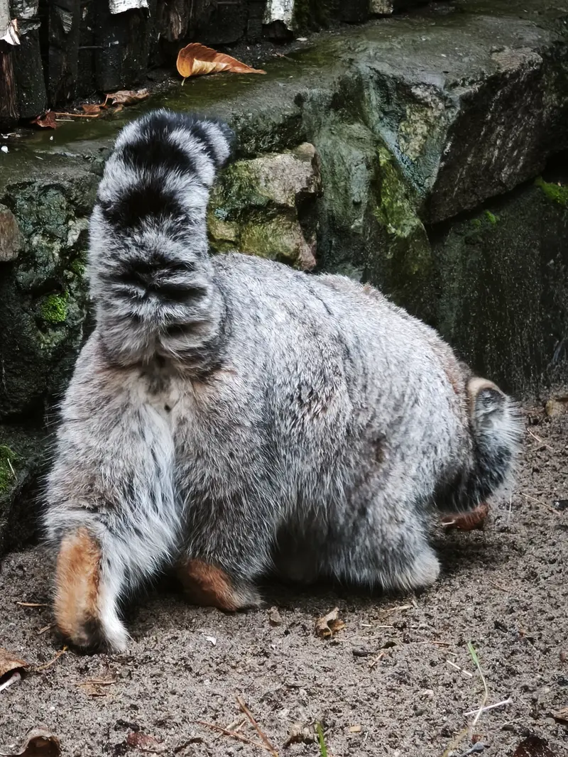 ノヴォシビルスク動物園のグレイの写真