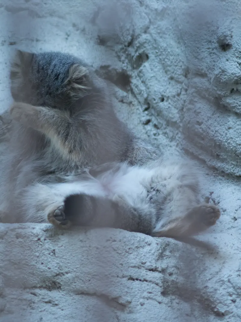 野毛山動物園のフィーガの写真