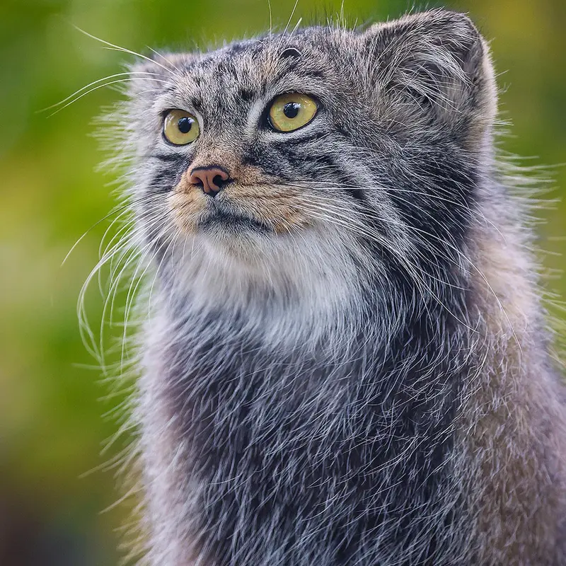 カルガリー動物園 / ワイルダー研究所のノックスの写真