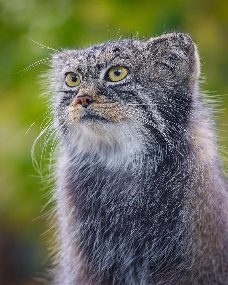 カルガリー動物園 / ワイルダー研究所のノックスの写真