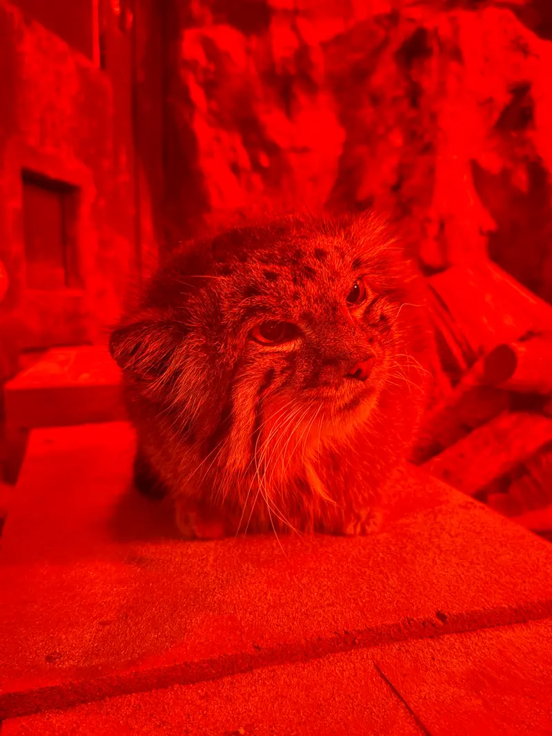 恩賜上野動物園のナイマの写真