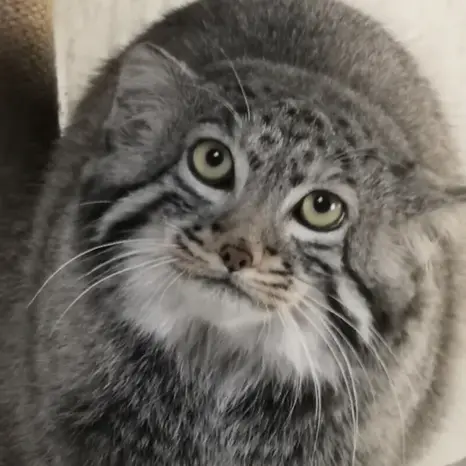 青海チベット高原野生動物園のスン・ダーニャンの写真
