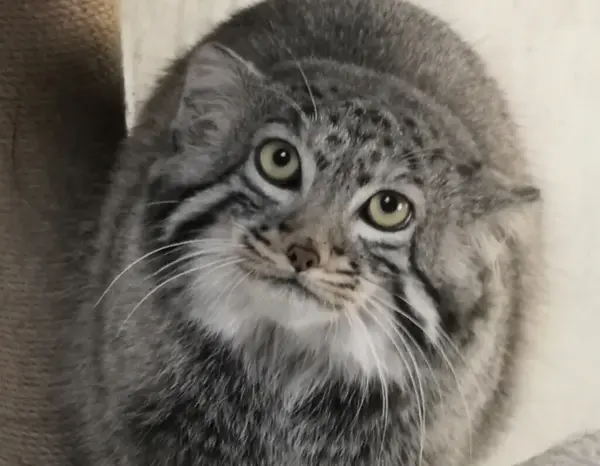 青海チベット高原野生動物園のスン・ダーニャンの写真