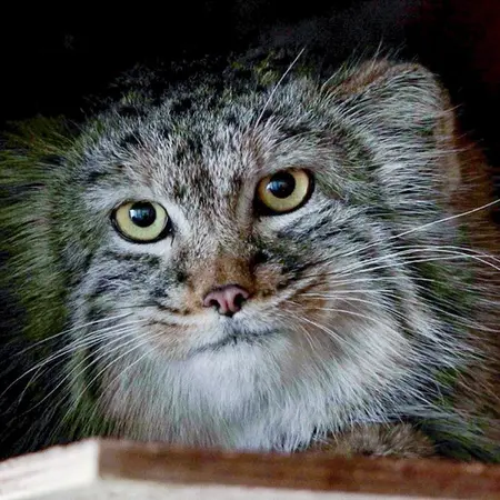 希少動物繁殖センターのマヌルネコのアリス