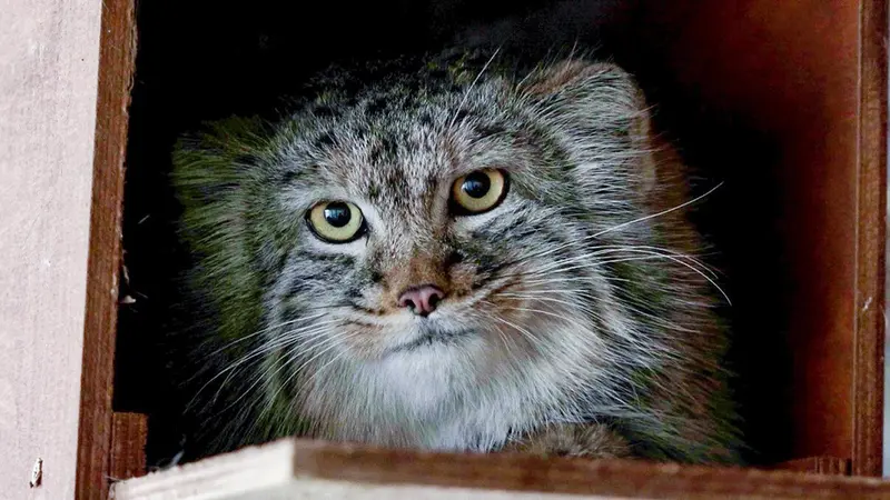 希少動物繁殖センターのアリスの写真