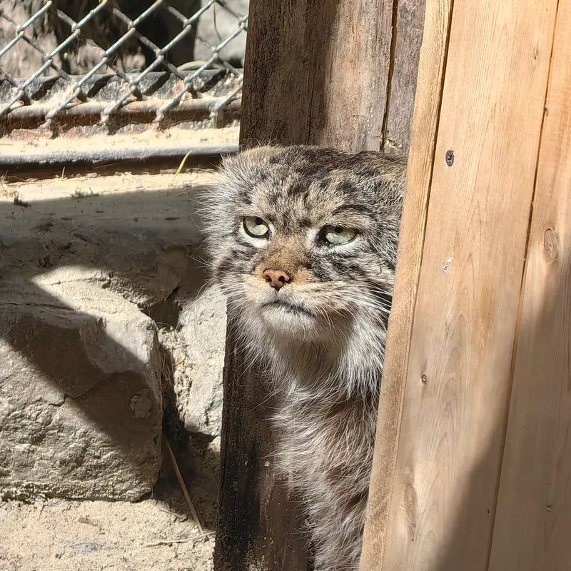 ノヴォシビルスク動物園のジョージの写真