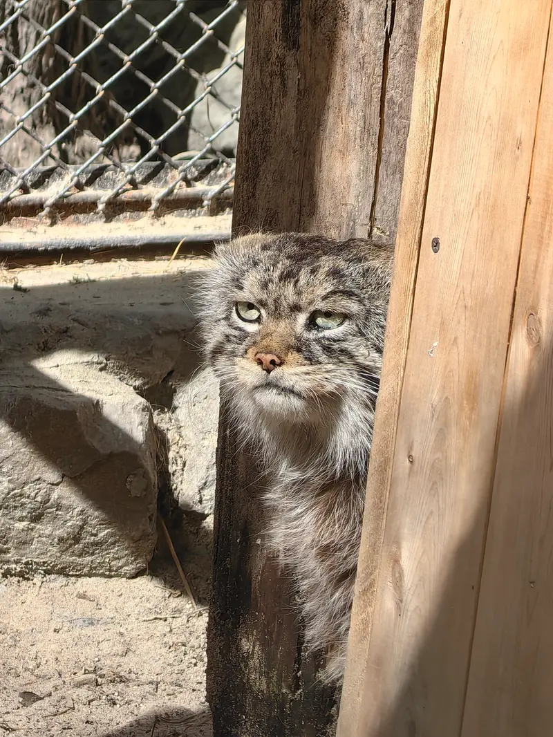 ノヴォシビルスク動物園のジョージの写真