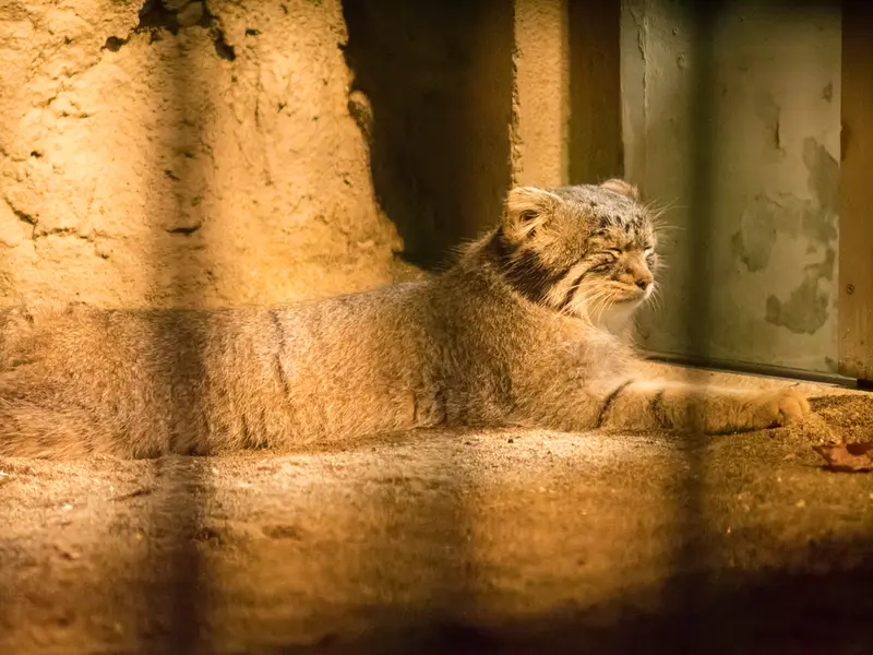 野毛山動物園のフィーガの写真