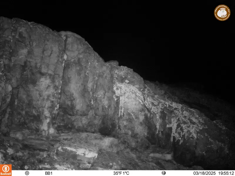 アクタス＝クンコラ［新］カメラトラップで撮影したOtocolobus manul manulの写真