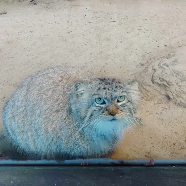 パルコ・ファウニスティコ・ラ・トルビエラのアルタナの写真