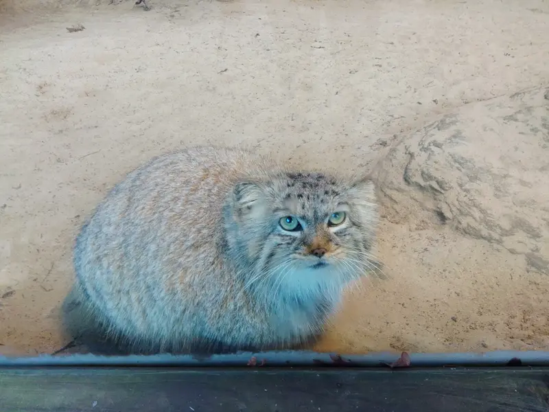 パルコ・ファウニスティコ・ラ・トルビエラのアルタナの写真