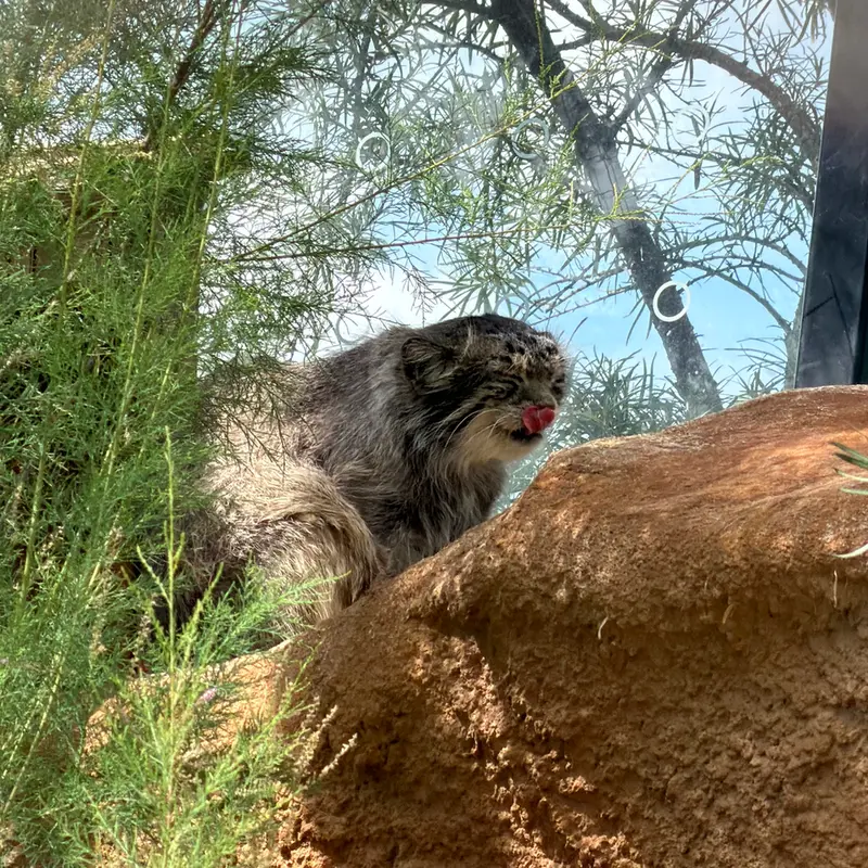 プラハ動物園のスパイの写真