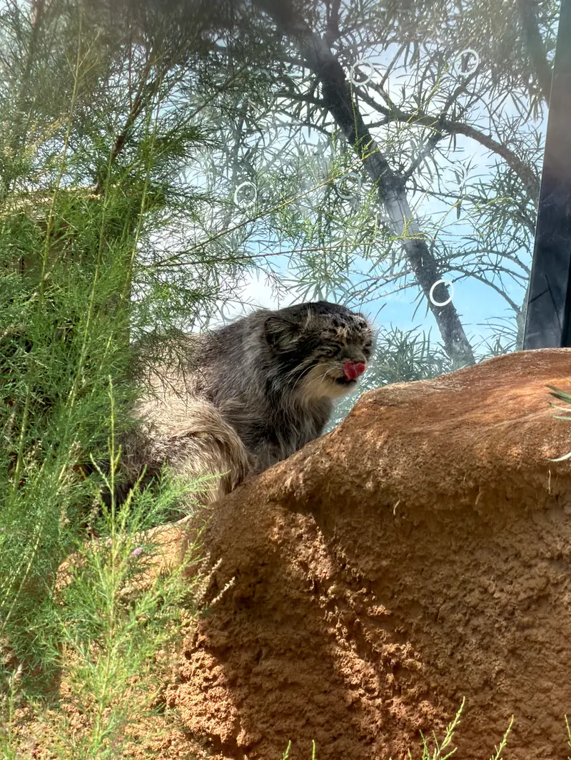プラハ動物園のスパイの写真
