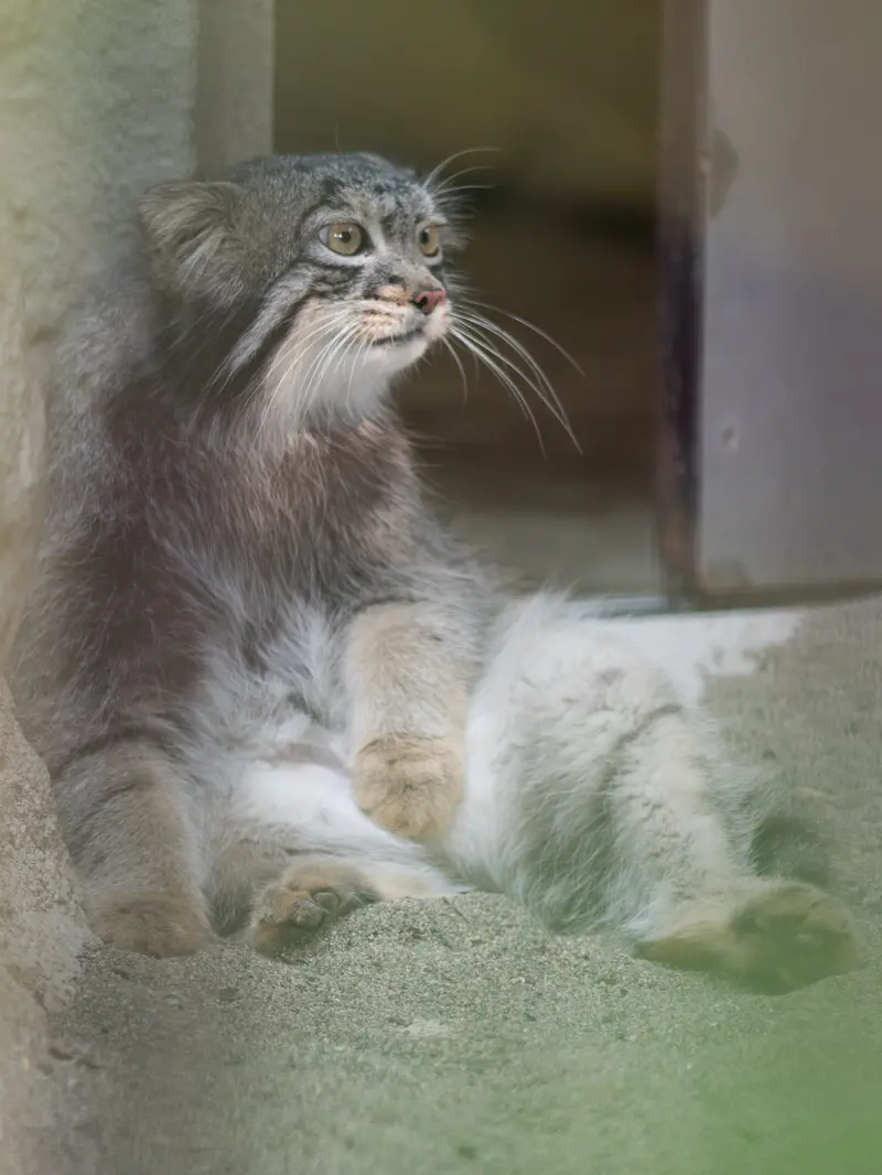 野毛山動物園のフィーガの写真