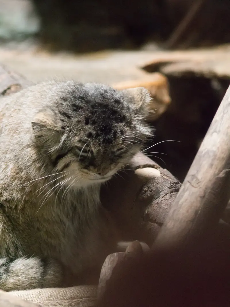 恩賜上野動物園のプリームラの写真