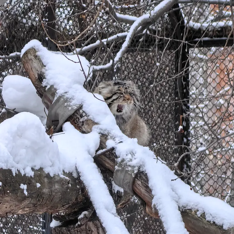 ノヴォシビルスク動物園のアチの写真