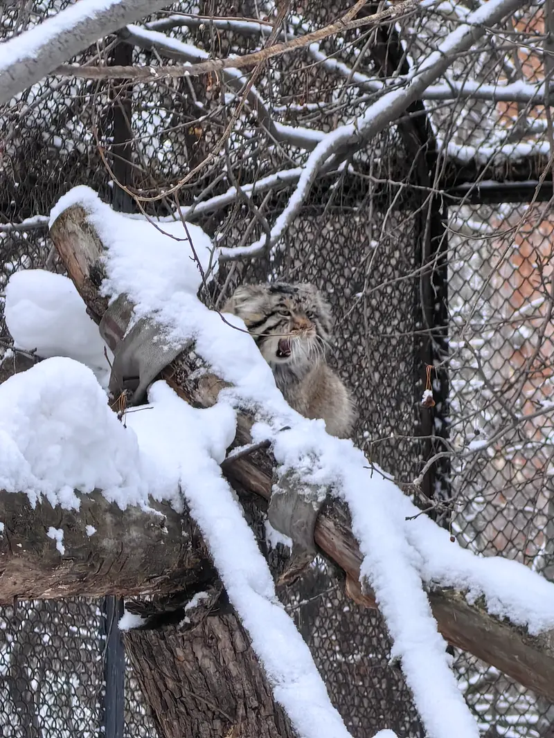 ノヴォシビルスク動物園のアチの写真