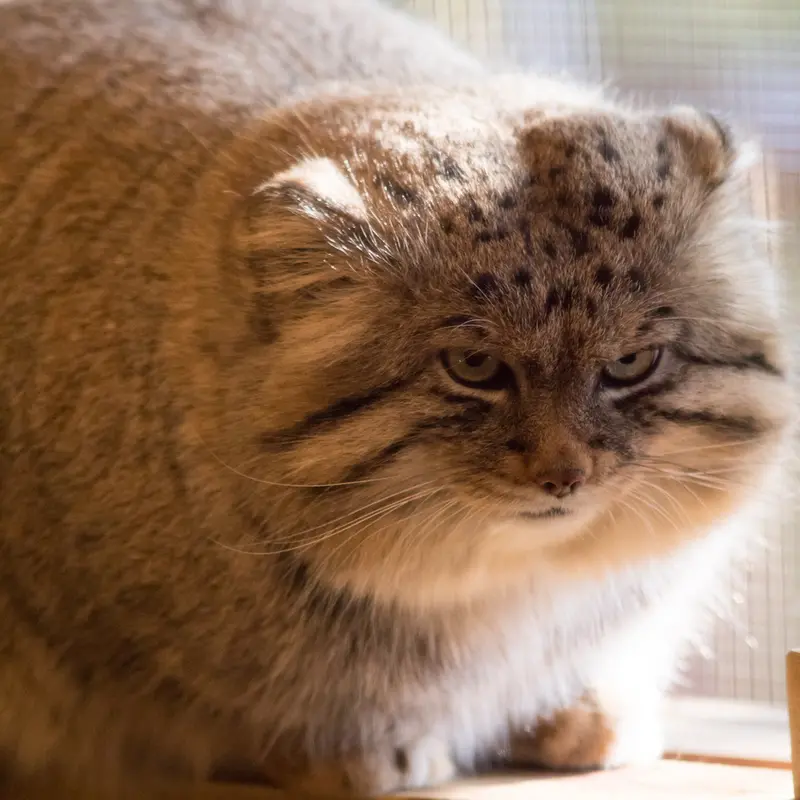 埼玉県こども動物自然公園のロータスの写真