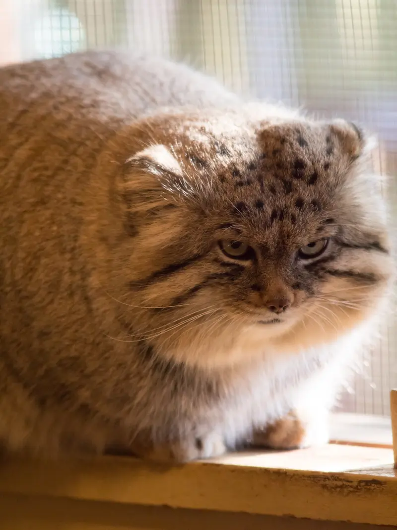 埼玉県こども動物自然公園のロータスの写真