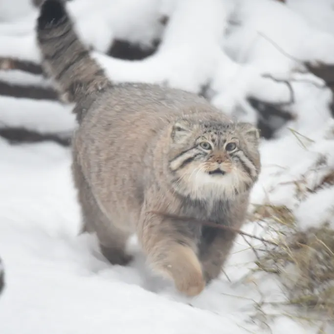 ノヴォシビルスク動物園のゼレノゴルスクの写真