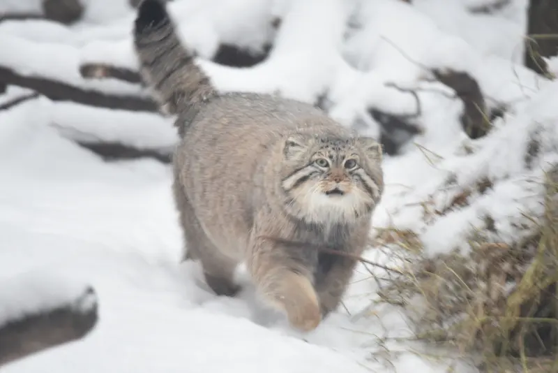 ノヴォシビルスク動物園のゼレノゴルスクの写真