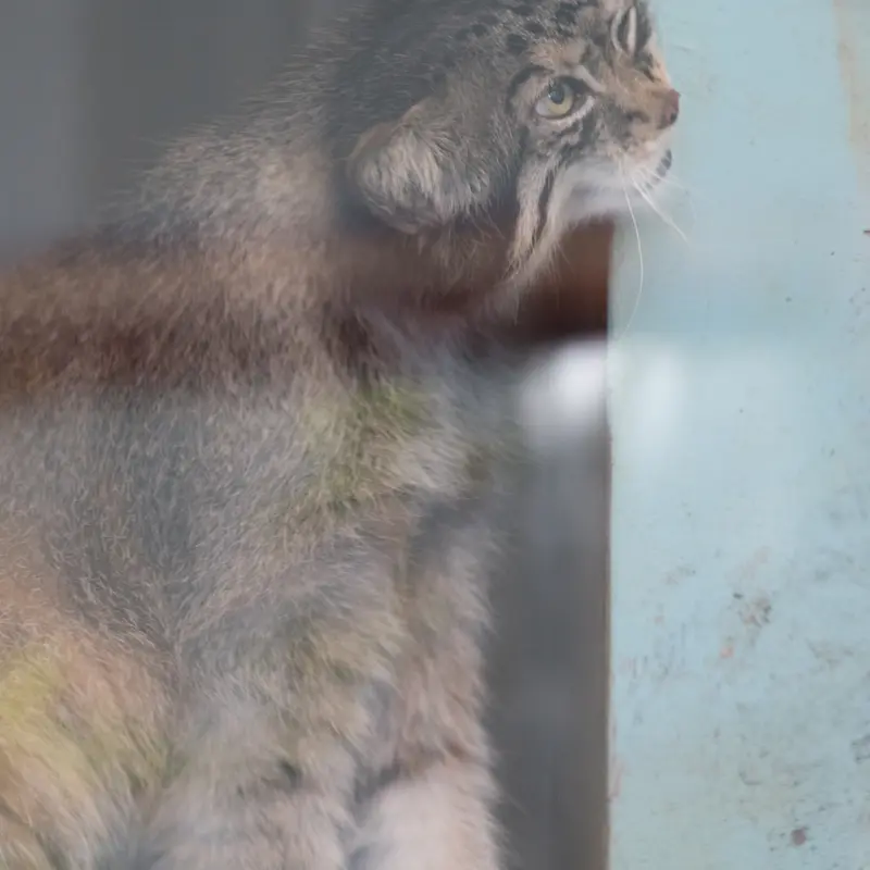 神戸市立王子動物園のイーリスの写真