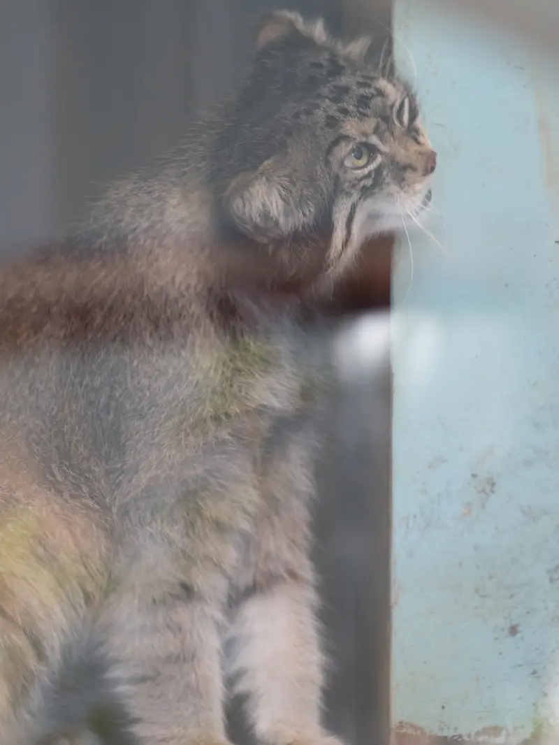 神戸市立王子動物園のイーリスの写真